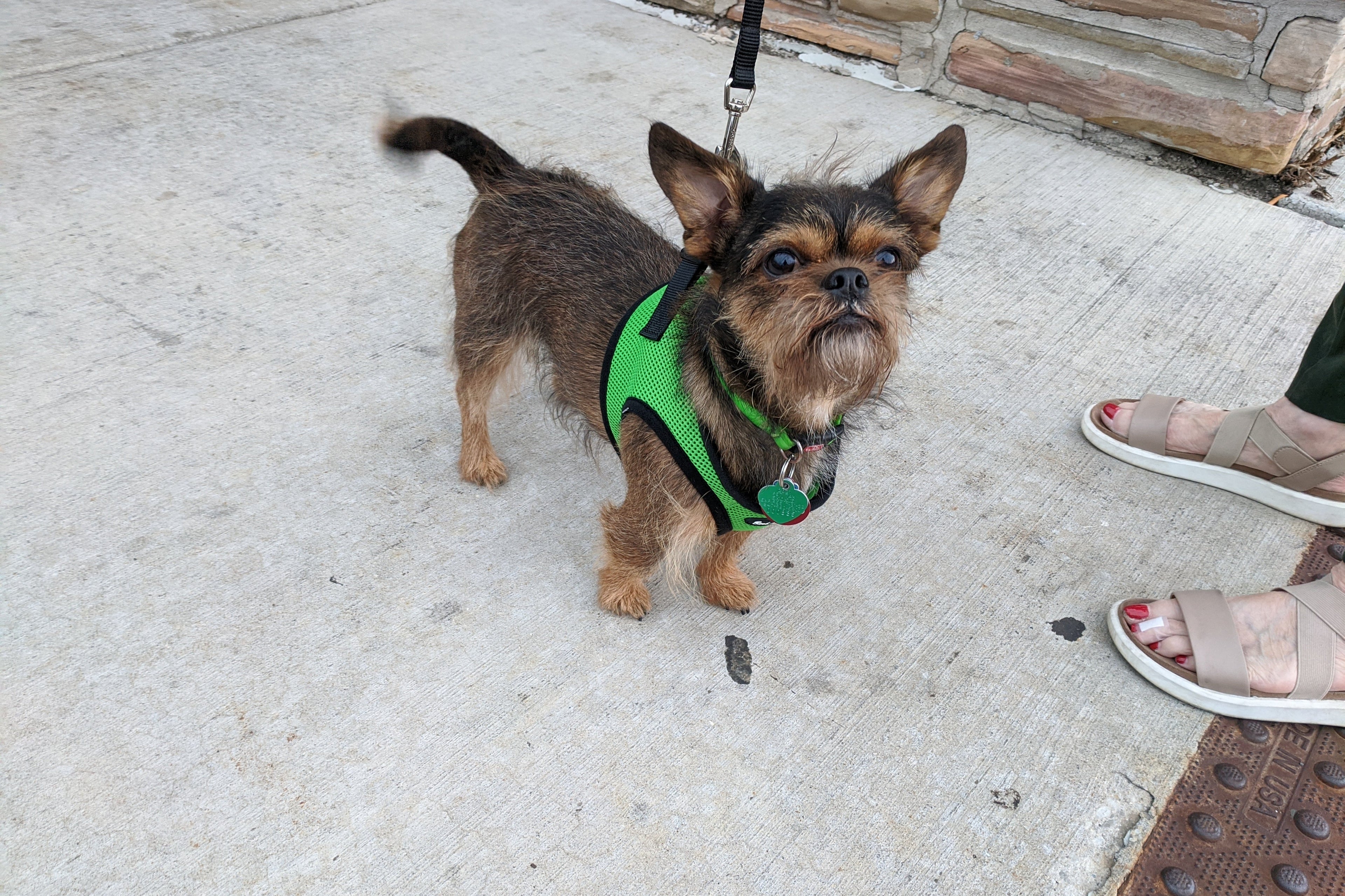 Small dog wearing a green harness on a concrete surface