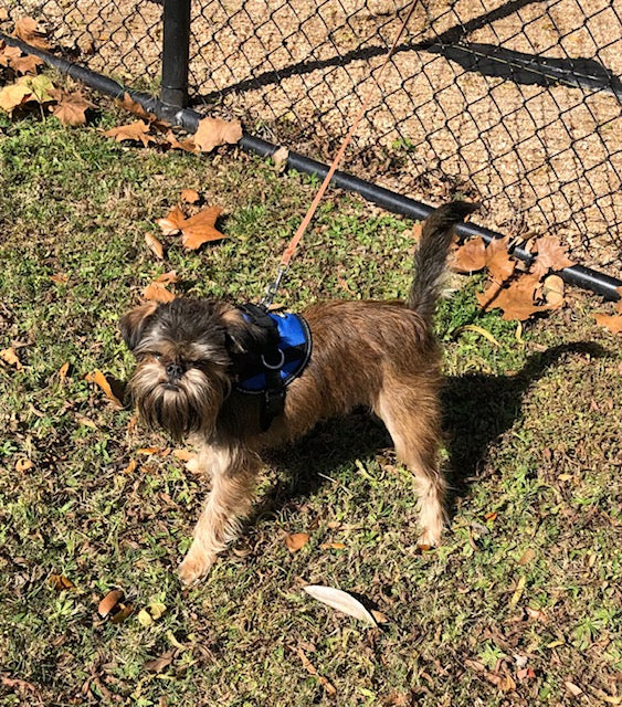 Henry, a Brussels Griffon, wearing the blue Reflective No-Pull Harness.