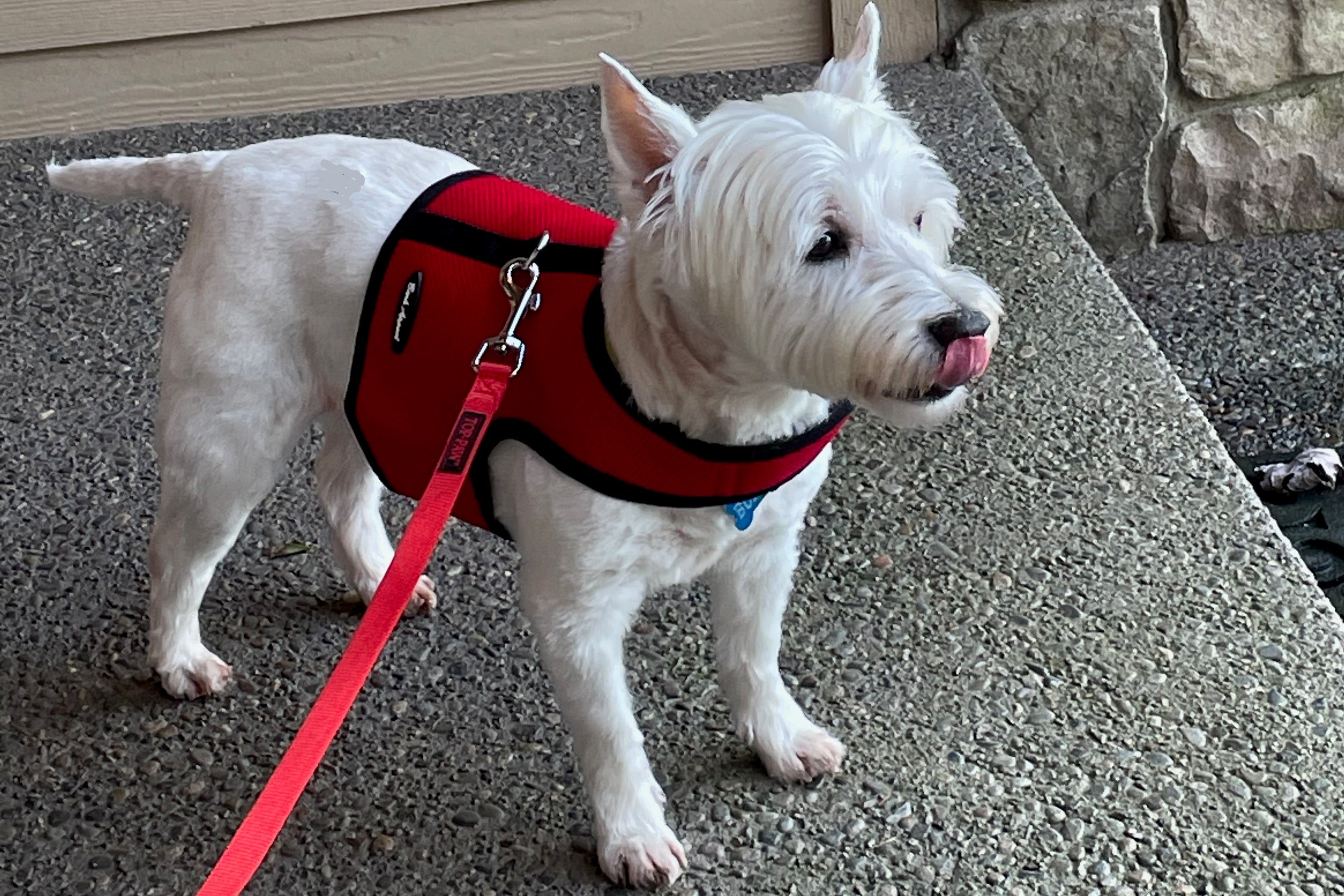 White dog in a red Wrap-N-Go harness standing on a concrete surface with a stone wall in the background.