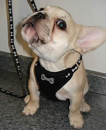 A fawn puppy French Bulldog wearing the Black ActiveGo Harness and Leash Set.