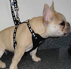 A fawn French Bulldog puppy showing the side of the ActiveGo Harness and Leash Set.
