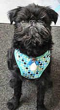 A Black Brussels Griffon dog wearing the Blue ActiveGo Polka Dog Harness and Leash Set.