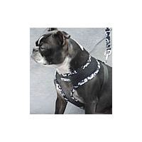 A Boston Terrier wearing the Black Aloha Mesh Vest Harness.
