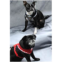 A Boston Terrier sitting in the Black Aloha Mesh Vest Harness and a Black Brussels Griffon sitting in the Red Aloha Mesh Vest Harness.