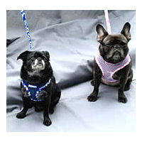 A Black Brussels Griffon wearing the Blue and a French Bulldog wearing a Pink Aloha Mesh Vest Harness.