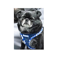 An older Black Smooth Brussels Griffon wearing the Blue Aloha Mesh Vest Harness.