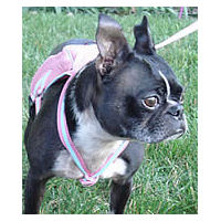 A Boston Terrier wearing the pink Backpack Harness as seen from the front.