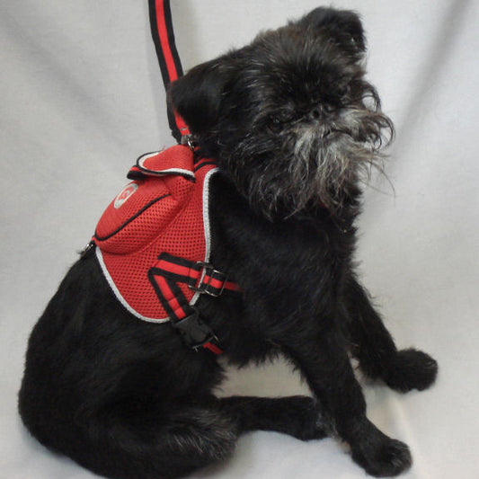 A sitting, Black Brussels Griffon dog wearing the red Backpack Harness.