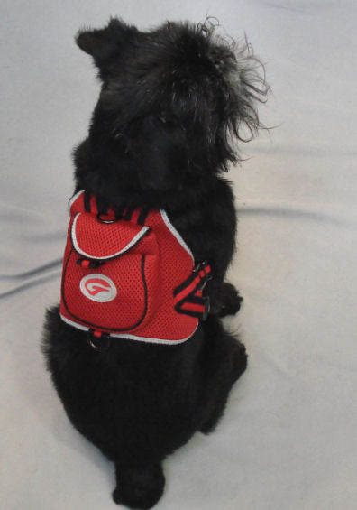 A black, rough Brussels Griffon sitting, wearing the red Backpack harness.