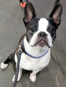 A Boston Terrier sitting and looking directly at the viewer.
