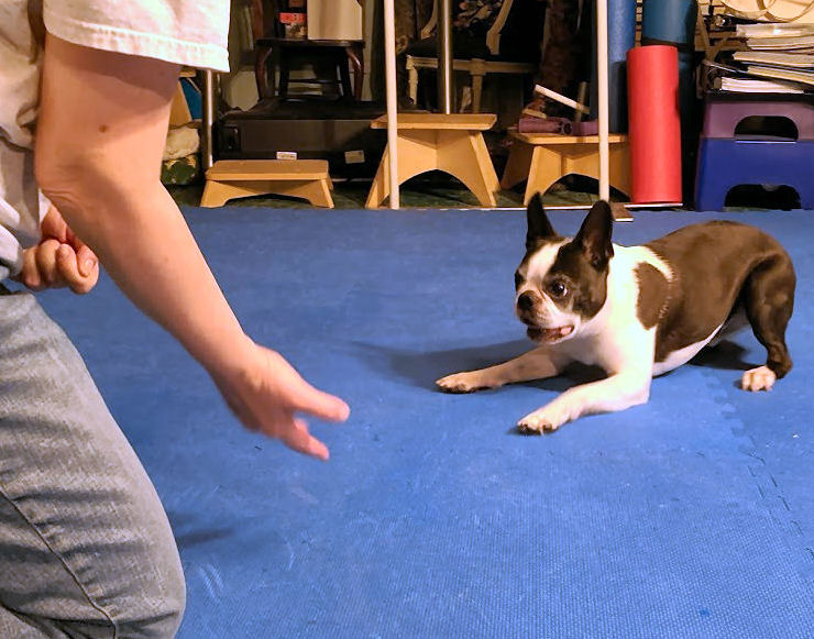 A Boston Terrier play bowing to illustrate dog playing keep away.