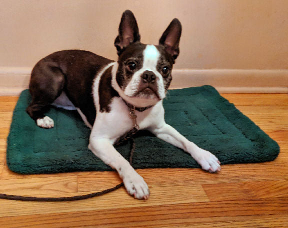 A Boston Terrier lying on a green mat to show Place!
