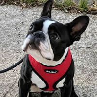 A Boston Terrier wearing the red Breathe EZ Dog harness sitting and looking to the side.
