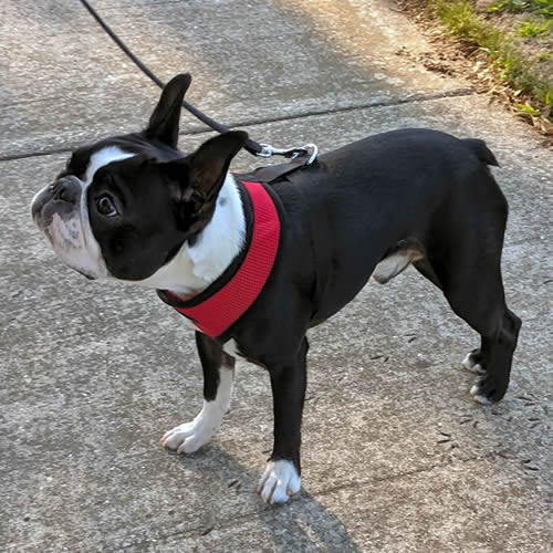A standing Boston Terrier wearing the Breathe EZ Harness in red.