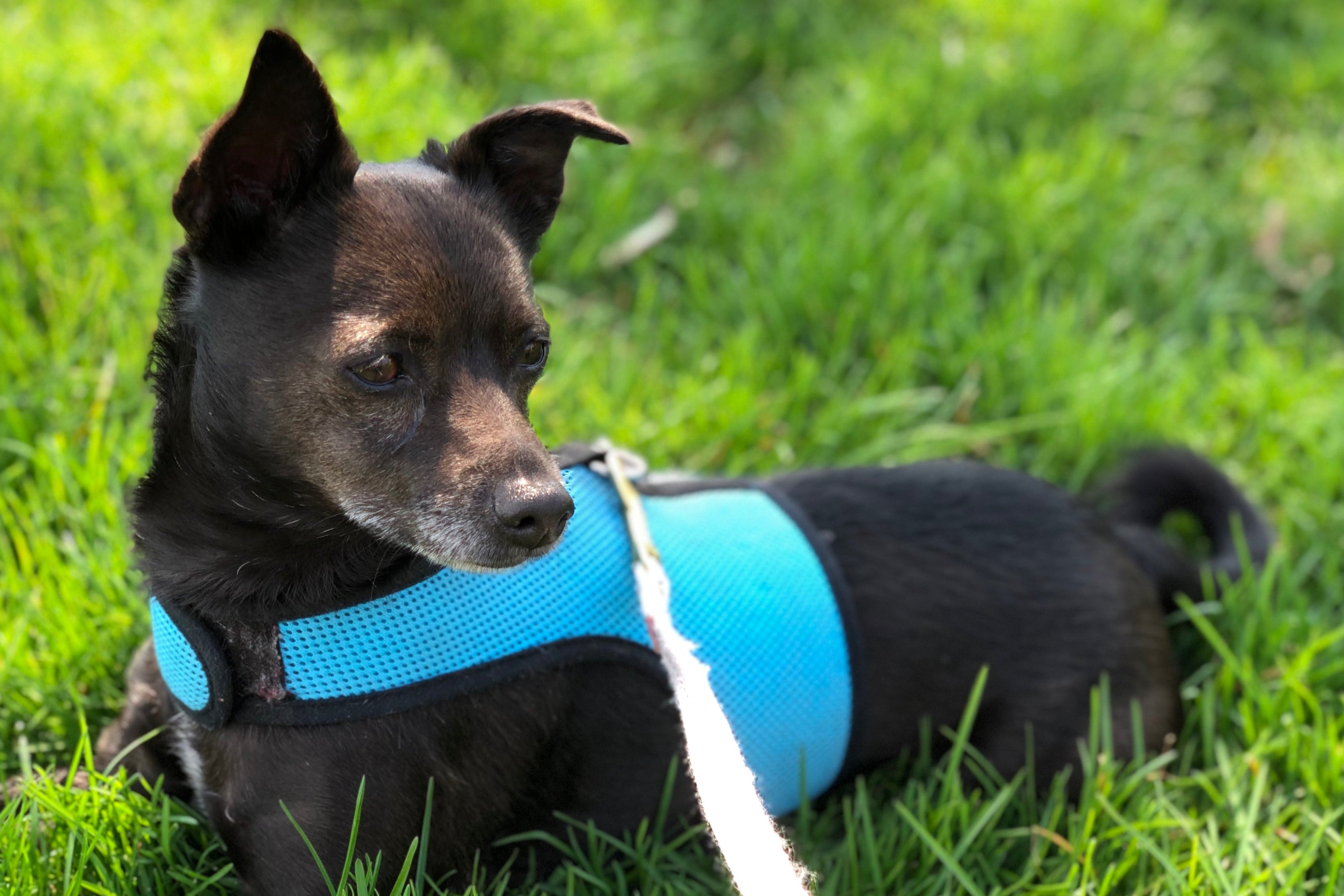 Small black dog lying in the grass wearing a Turquoise Wrap-N-Go harness