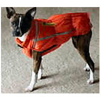 A Chihuahua wearing an orange Chillybuddy Winter Jacket.