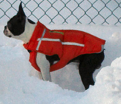 Boston Terrier in the snow wearing an orange Chillybuddy Winter Jacket.