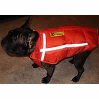 A brindle French Bulldog showing the reflective properties of the Chillybuddy Winter Jacket.