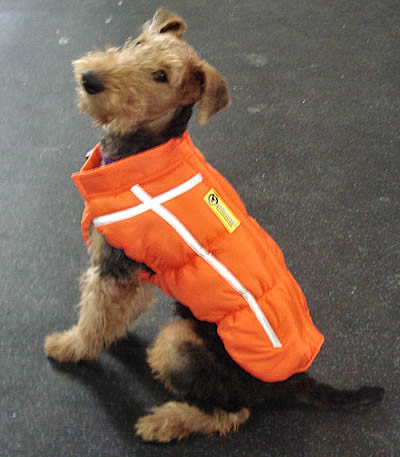 An Airedale inside modeling the orange Chillybuddy Winter Jacket.