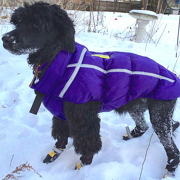 A Portuguese Water Dog in the snow wearing a purple Chillybuddy Winter Jacket.