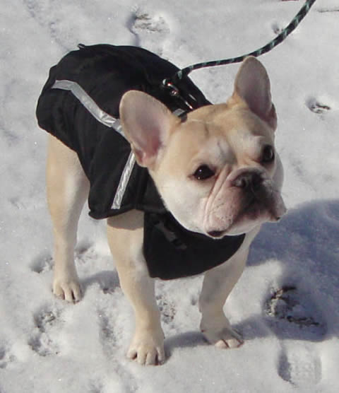 Front view of a fawn French Bulldog in the black Chillybuddy Winter Jacket.