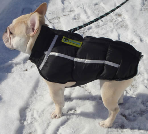 Fawn French Bulldog in the snow wearing a black Chillybuddy Winter Jacket.
