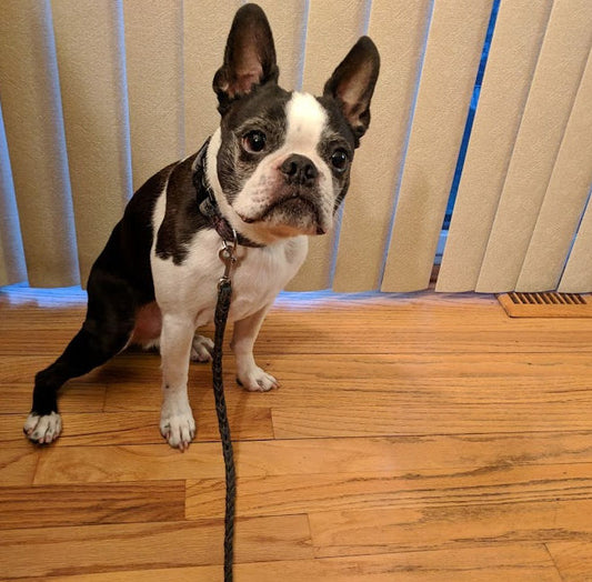 A Boston Terrier sitting, looking up and to the side.
