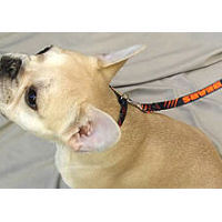 A fawn French Bulldog wearing the Chicago Bears Collar and Leash.