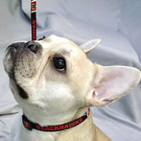 A fawn French Bulldog wearing the Chicago Blackhawks collar and leash.