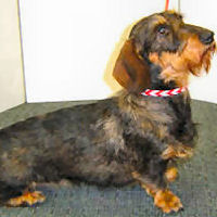 A Dachshund wearing the red and white Two-Tone Braided Leather Collar.