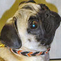 A fawn Pug wearing the tan and black Two-Tone Braided Leather Collar.