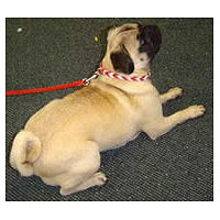 A fawn Pug wearing the red and white Two-Tone Braided Leather Collar.