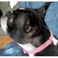 A Boston Terrier wearing the pink Crystal Collar by Omnipet.