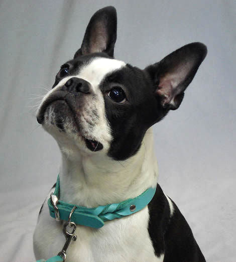 A Boston Terrier wearing the turquoise Leather Buckle Collar.