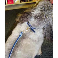 A gray Poodle wearing the blue Leather Buckle Collar.