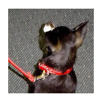 A Chihuahua wearing the red Leather Buckle Collar.