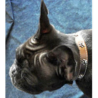 A brindle French Bulldog wearing the Bronze Paw Print Ornament collar.