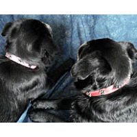 Two small black dogs showing the pink and red Paw Print Ornament Collar.