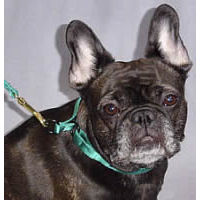 A brindle French Bulldog wearing the aqua Soft Slip Collar.