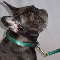 A brindle French Bulldog wearing the teal Soft Snap Collar.