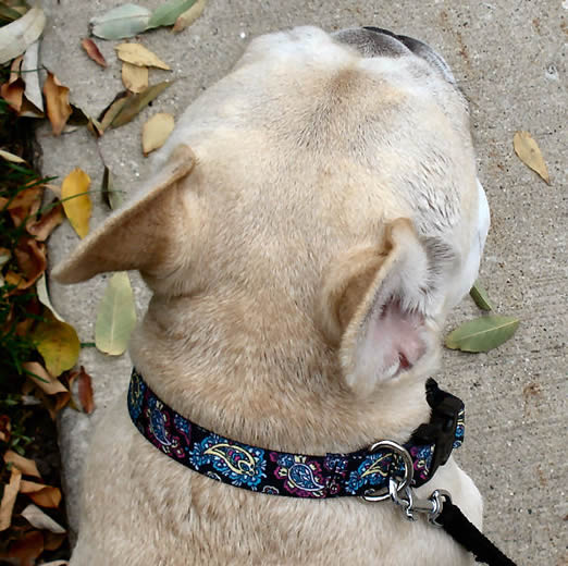 A fawn French Bulldog wearing the Black Paisley Yellow Dog Design Collar.