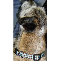 A Border Terrier wearing the blue houndstooth Yellow Dog Design Collar.