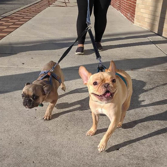 Two French Bulldogs attached to a single leash using the Leash Coupler.