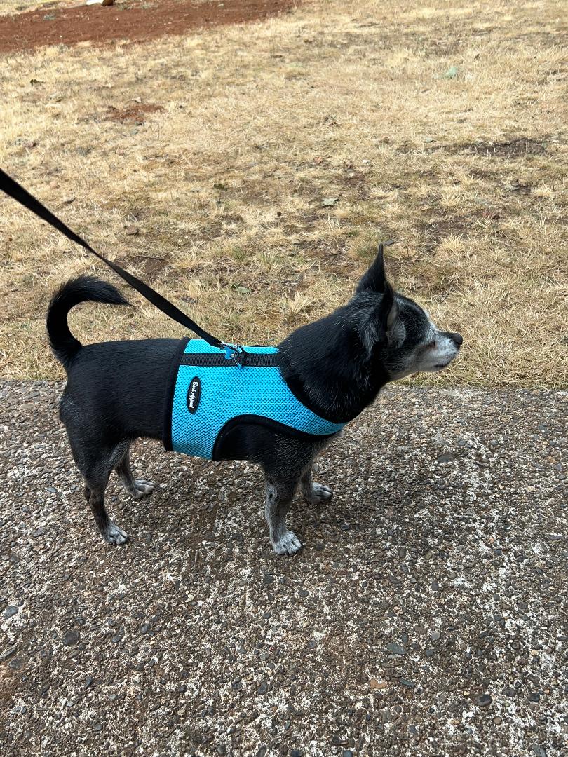 Dog wearing a blue harness on a leash in an outdoor setting