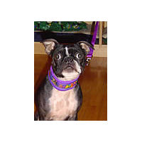 A Boston Terrier wearing the EZ Collar and Leash Set.