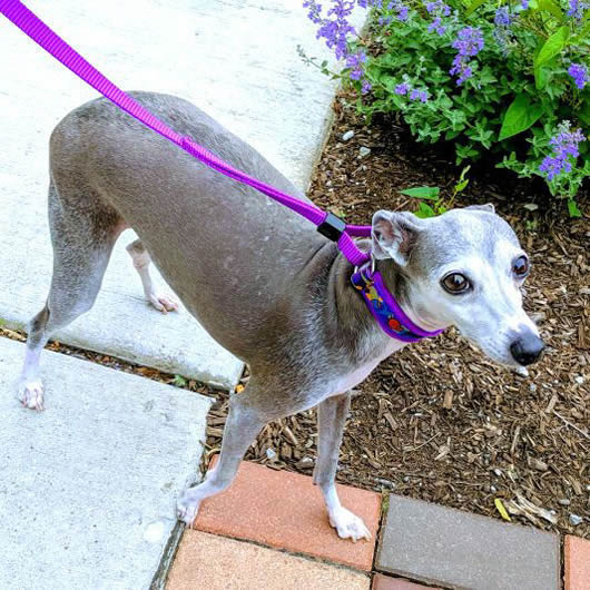 A gray Italian Greyhound wearing the purple EZ Collar and Leash Set.