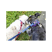 Back of two dogs, one black, one white, out for a walk wearing the EZ Collar and Leash Set.