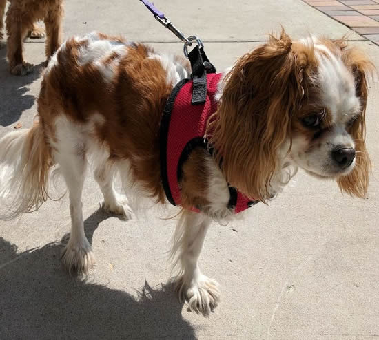 A trhee-legged Cavalier King Charles Spaniel wearing the Red Mesh EZ Wrap harness.