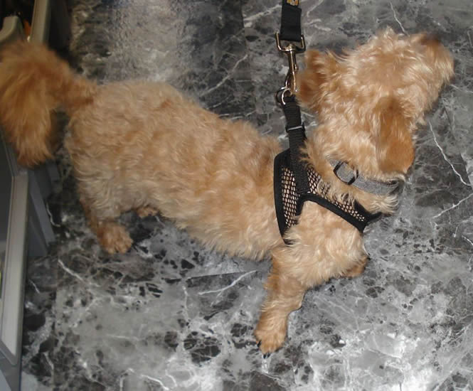 A tan fuzzy dog named Bear wearing the Black Net EZ Wrap Harness.
