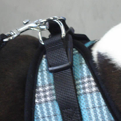 Detail of the clasp and leash rings of the EZ Wrap Harness with leash attached.